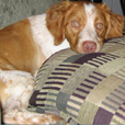 Scout -- one of the Truman family's two Brittany Spaniels