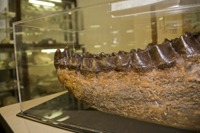 Lower jaw of Titanothere Bronotherium extinct 31 million years ago