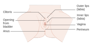 Diagram_showing_the_anatomy_of_the_vulva_CRUK_285.svg
