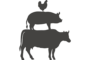 food supply chain - chicken, pig, cow
