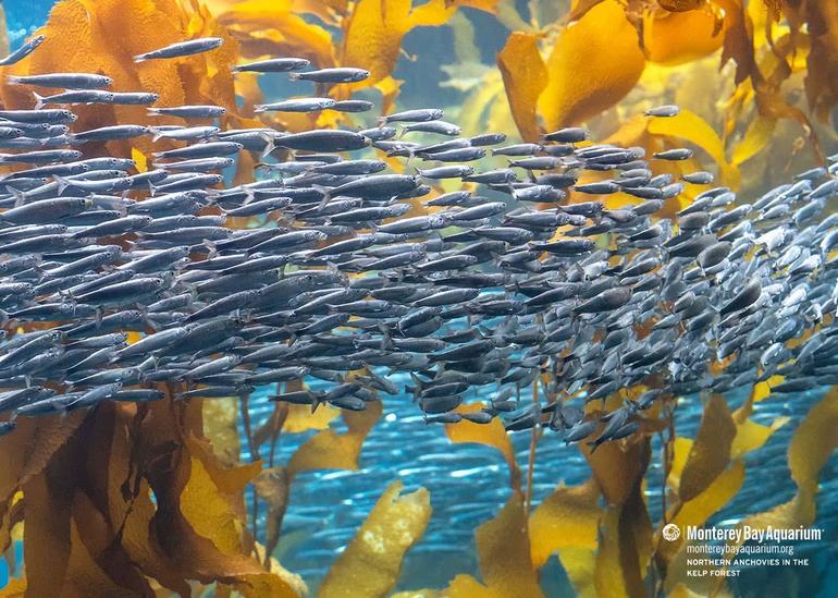 a school of fish in an aquarium