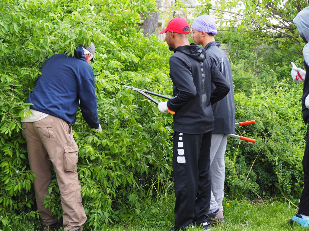 Volunteers trim hedges.