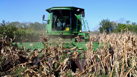 Kansas farmer Luke Ulrich pilots his combine through the last eight rows of this year's ragged crop, which produced far less than half the normal yield.