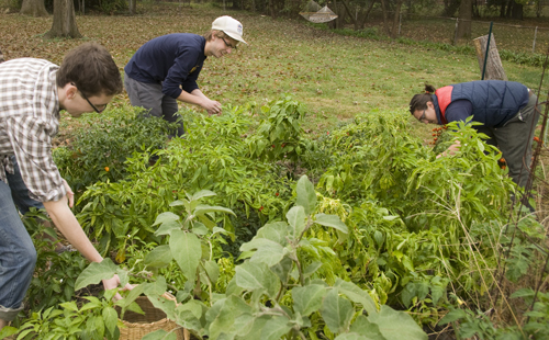 James W. Mitchell, Andrew Clark and Sam Macdonald harvested peppers from the community garden.