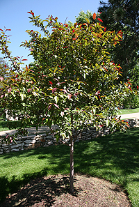 A Prairie Fire Crabapple stands in memory of Cynthia Joy Gabel, Assistant Athletics Director.