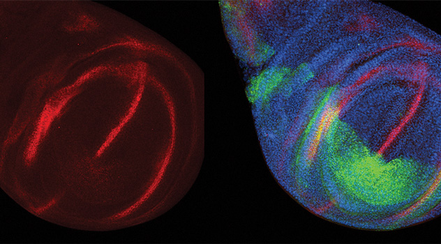 Dobens uses stains to identify different effects of gene expression in Drosophilia wings. In the image on the right, he has highlighted green fluorescent protein (GFP) marking Neuralized gene expressionin the wing. In that same image, the red stain marks the Wingless gene. By highlighting just the red stain in the image on the left, Dobens can see how the Neuralized/GFP has reduced the Wingless gene levels in cells.